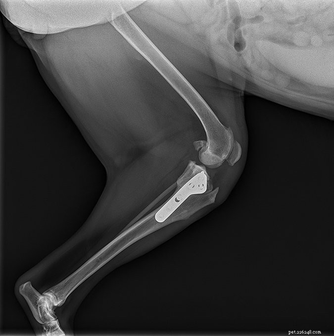 Expert Guide to Cranial Cruciate Ligament Repair Options for Dogs