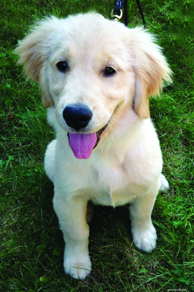 Expert Guide to Cranial Cruciate Ligament Repair Options for Dogs