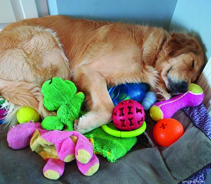 Expert Guide to Cranial Cruciate Ligament Repair Options for Dogs