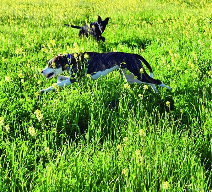 Dog Stung by a Bee? Quick, Professional Treatment Guide