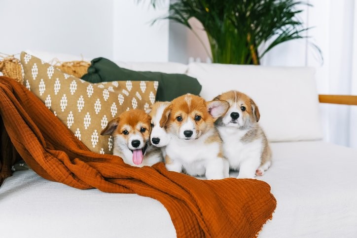 Understanding and Managing Dog Hiccups: Causes, Commonality, and When to Seek Veterinary Care