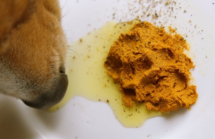 Choosing the Right Joint Supplements for Dogs: A Trusted Guide