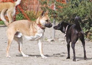 Osteosarcoma in Dogs: Causes, Diagnosis, and Proven Treatment Strategies
