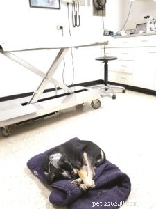 Fear‑Free Veterinary Care: Reducing Stress for Dogs & Owners