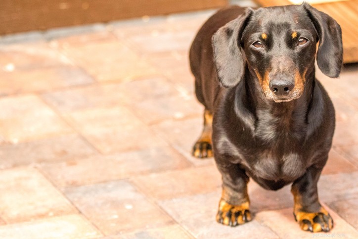 Understanding Myasthenia Gravis in Dogs: Causes, Symptoms & Treatment Options
