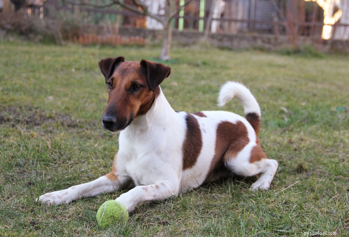 Understanding Myasthenia Gravis in Dogs: Causes, Symptoms & Treatment Options