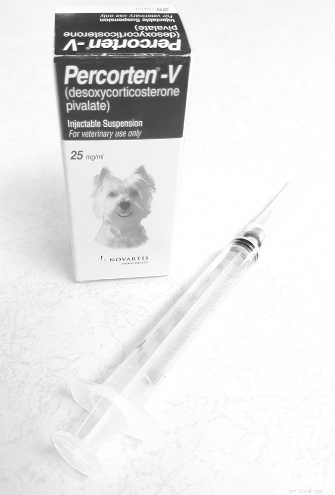 Addison s Disease in Dogs: Early Signs, Diagnosis, and Treatment