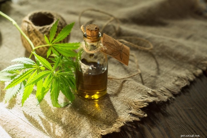 Marijuana Toxicity in Dogs: Protecting Your Pets in the Era of Legal Cannabis