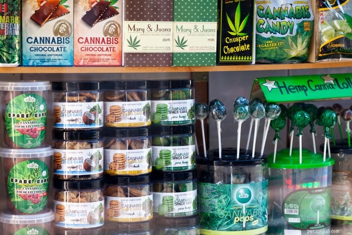 Marijuana Toxicity in Dogs: Protecting Your Pets in the Era of Legal Cannabis