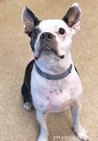 Understanding Canine Seizures: Causes, Risks, and Care
