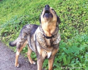 Managing Your Dog’s Quality of Life: A Guide for Pet Owners