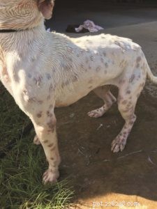 Coccidioidomycosis (Valley Fever): A Key Health Risk in the Southwest