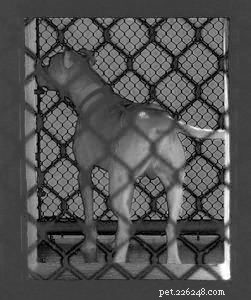 Should You Spay or Neuter Your Dog? A Comprehensive Guide to the Decision