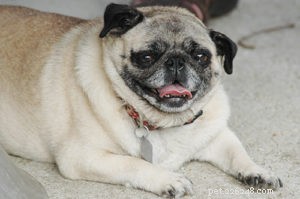 Should You Spay or Neuter Your Dog? A Comprehensive Guide to the Decision