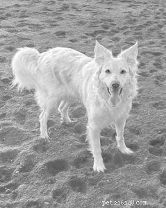 Should You Spay or Neuter Your Dog? A Comprehensive Guide to the Decision