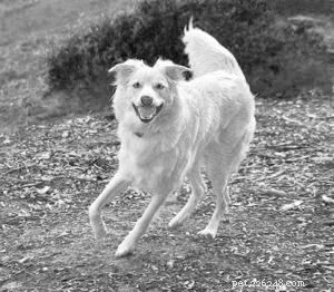 Should You Spay or Neuter Your Dog? A Comprehensive Guide to the Decision