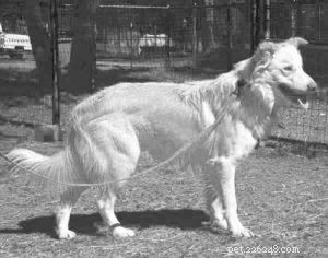 Should You Spay or Neuter Your Dog? A Comprehensive Guide to the Decision