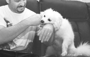 Pain’s Impact on Dog Behavior: Veterinary Research Reveals Key Insights