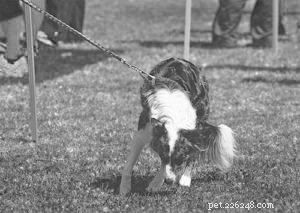 Pain’s Impact on Dog Behavior: Veterinary Research Reveals Key Insights