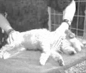 Case Study: Therapeutic Massage for a Senior German Shepherd with Arthritis and Mobility Issues