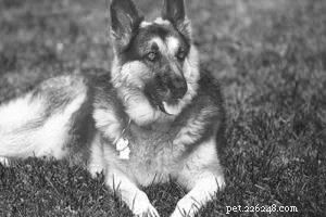 Case Study: Therapeutic Massage for a Senior German Shepherd with Arthritis and Mobility Issues