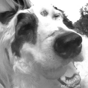 Comprehensive Guide to Canine Cancer: Resources, Treatment, and Hope