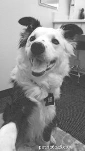 Comprehensive Guide to Canine Cancer: Resources, Treatment, and Hope