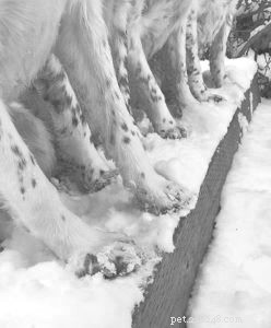 Safeguard Your Dog’s Paws This Winter: Expert Tips for Protection and Care