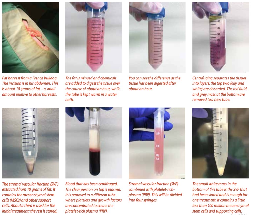 Revitalizing Canine Health: Advanced Stem Cell Therapy for Pain Relief and Mobility