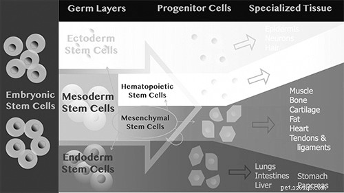 Revitalizing Canine Health: Advanced Stem Cell Therapy for Pain Relief and Mobility