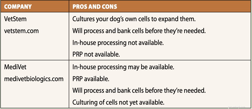Revitalizing Canine Health: Advanced Stem Cell Therapy for Pain Relief and Mobility