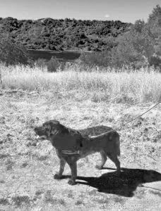 Revitalizing Canine Health: Advanced Stem Cell Therapy for Pain Relief and Mobility