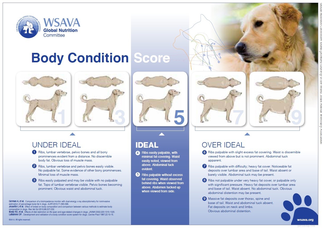 Effective Ways to Help Your Dog Lose Weight Safely