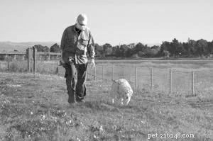 Effective Ways to Help Your Dog Lose Weight Safely