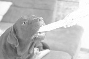 Effective Ways to Help Your Dog Lose Weight Safely