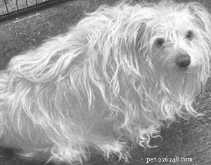 Effective Ways to Help Your Dog Lose Weight Safely