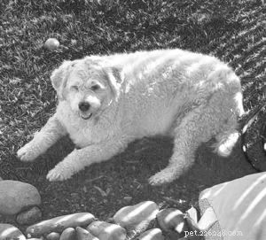 Effective Ways to Help Your Dog Lose Weight Safely