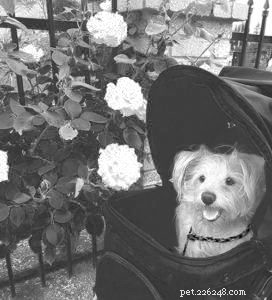 Effective Ways to Help Your Dog Lose Weight Safely