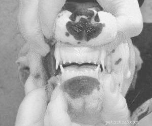 Understanding Canine Tooth Root Resorption: Causes, Symptoms, and Management