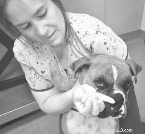 Understanding Dog Tear Stains: Causes, Treatments, and Vet Guidance