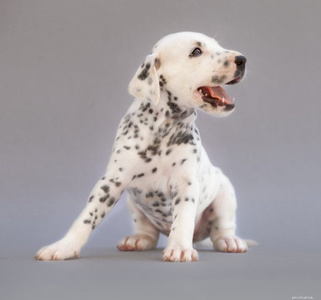 Can Dogs Experience Hiccups? Symptoms, Causes, and Care