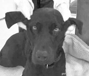 Prevent Dog Ear Infections Through Proper Ear Cleaning