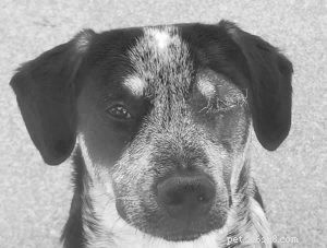 Gabapentin for Dogs: Expert Guide to Pain & Anxiety Relief