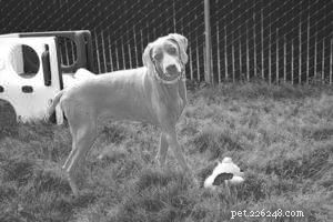 Gabapentin for Dogs: Expert Guide to Pain & Anxiety Relief