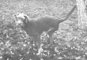 Deciding on Leg Amputation for Dogs: A Compassionate Guide