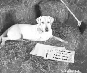 Caring for Dogs with Three Legs: A Comprehensive Post-Operation Guide