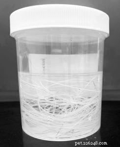 Understanding Heartworm: Causes, Symptoms, and Prevention