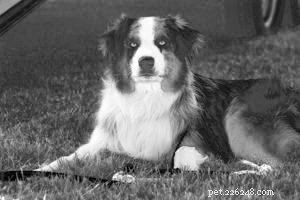 Understanding Heartworm: Causes, Symptoms, and Prevention