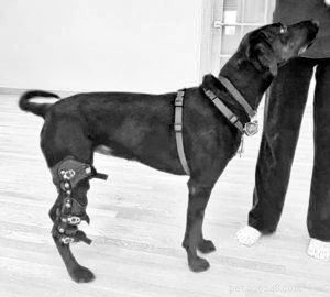 Canine Knee Injury? Discover Advanced Bracing Solutions