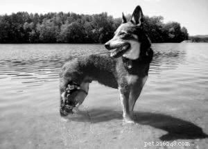 Canine Knee Injury? Discover Advanced Bracing Solutions